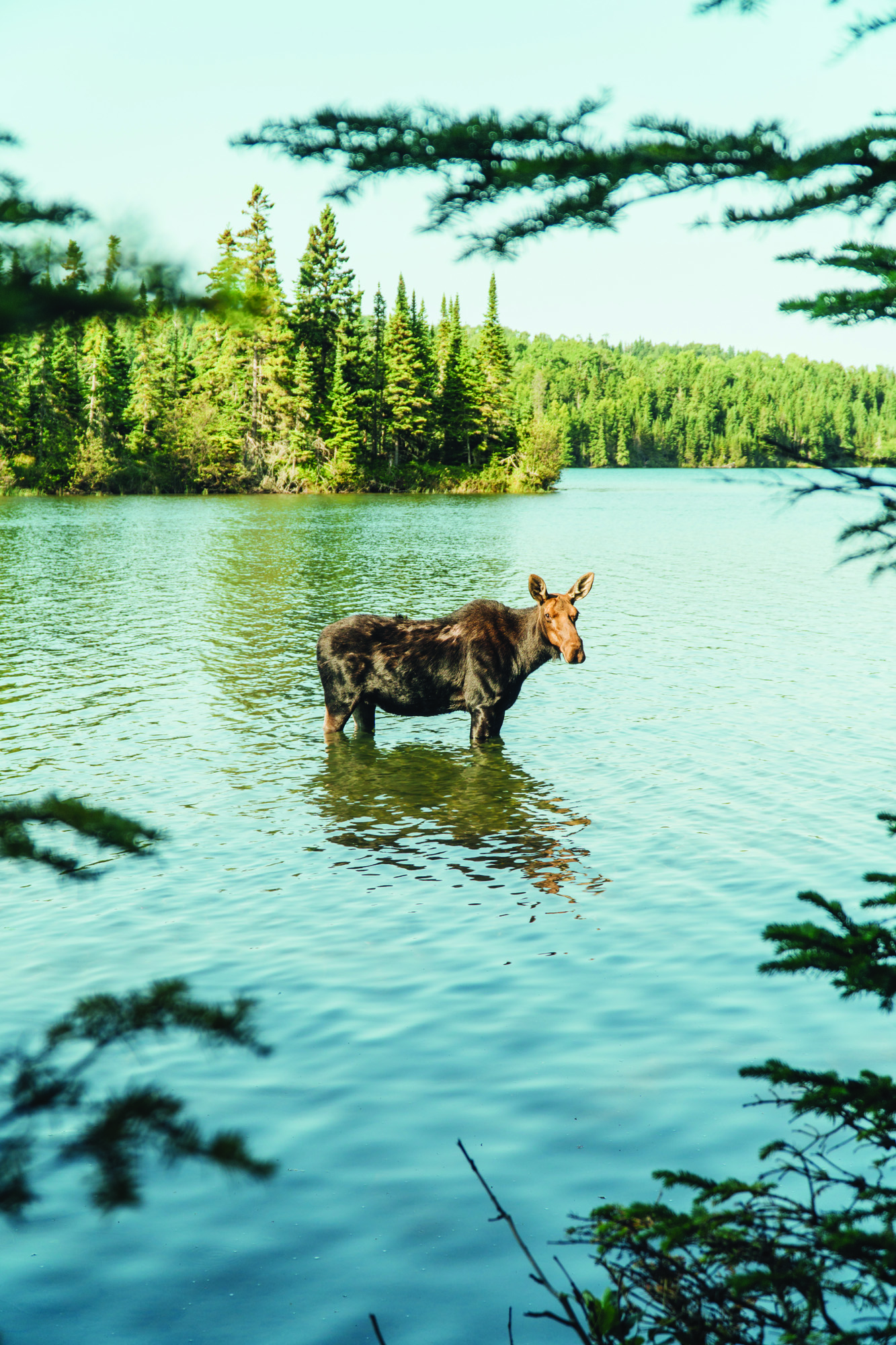 Moose at Isle Royale