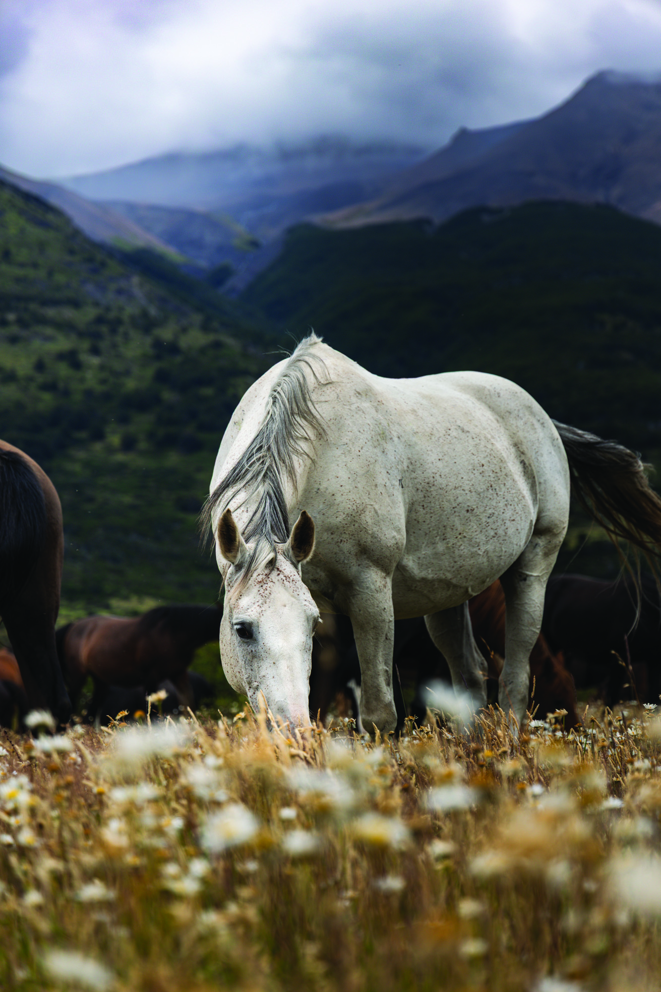 Shalee Super_Patagonia